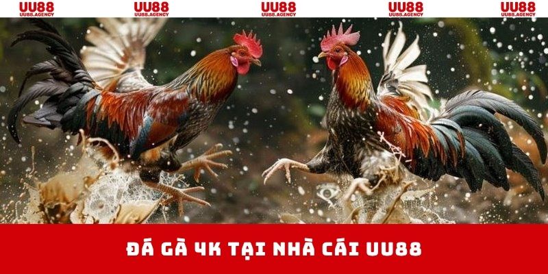 đá gà 4k