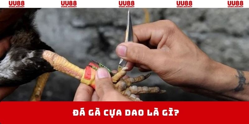Chọi gà cựa dao là hình thức tạo nên trận đấu hấp dẫn