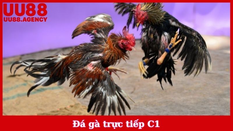 Đá Gà Trực Tiếp C1