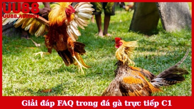 Giải đáp FAQ trong đá gà trực tiếp C1