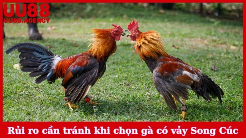 Rủi ro cần tránh khi chọn gà có vảy Song Cúc